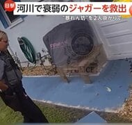 「いい加減にしろ！」住宅街に“暴れん坊”巨大イグアナ…警官2人がかりで大捕物　逃げ出したペットか　アメリカ・フロリダ州