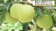 秋の味覚が旬　観光ナシ園がオープン　たわわに実った「二十世紀ナシ」　今年は大きさ・甘みとも十分　京都・京丹後