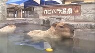 専用の温泉にユズならぬカボス浮かべ　カピバラもほっこり　冬至に合わせ　ラクテンチでイベント　大分　