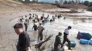 南砺市の桜ケ池で25年ぶりに「かいぼり」池の水を抜いてブラックバスやコイなどの魚を捕獲