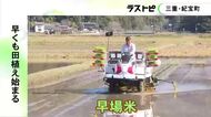通常より早い時期に収穫…三重県紀宝町で早場米の田植え 県開発の品種『なついろ』で順調に育てば7月下旬に収穫予定