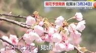 サクラ開花予想　佐賀県は「３月２４日」　武雄市の公園で早咲きのサクラも【佐賀県】