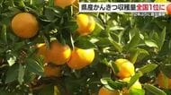日本一を２年ぶりに奪還　愛媛の２０２３年産柑きつ収穫量　国内シェアは２０．７％　和歌山抑える【愛媛】
