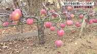 高さわずか50センチ!小さいけど甘くて豊作「またげるほど低いリンゴの木」【長野発】