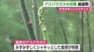 夏芽のアスパラガス収穫最盛期【佐賀県】