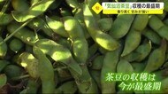 気仙沼特産の枝豆 「気仙沼茶豆」収穫の最盛期 香り高く甘みが強い〈宮城〉