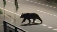 【男性襲ったクマに新事実】4日前からつけ狙っていたか 男性が母親に相談「ナイフ持って行った方がいいかな」恐怖を感じながら新聞配達の責任感―4年前にも女性襲って死亡させた個体と判明