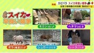 毎年恒例カピバラたちの熱い夏　“ゆるくも熱～い”カピリンピック　静岡代表・モミジは無念【静岡発】