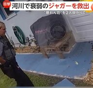 「いい加減にしろ！」住宅街に“暴れん坊”巨大イグアナ…警官2人がかりで大捕物　逃げ出したペットか　アメリカ・フロリダ州