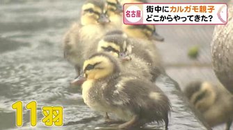 都心の公園 で泳ぐかわいいカルガモ親子 手作りの小屋 で地域も見守る 保育園児は 超かわいかった