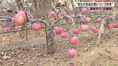 高さわずか50センチ!小さいけど甘くて豊作「またげるほど低いリンゴの木」【長野発】