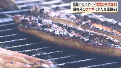 「曲がり」だから7割の値段…規格外ウナギが職人の蒲焼きに　鹿屋の生産者が生み出した「規格外の可能性」とは【鹿児島】