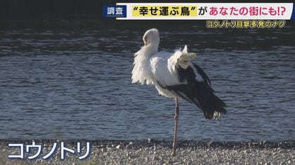 「ここまで増えるとは」絶滅危惧種「コウノトリ」が兵庫県南部で多数目撃の情報　その姿を求め現地調査　兵庫北部・豊岡で地道に続く繁殖活動から“復活”に繋がる
