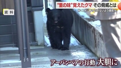 “里の味”覚えたクマの脅威　柿・コメ・家畜のえさ・漬物などクマ寄せつけない保管徹底を＜専門家に聞く＞