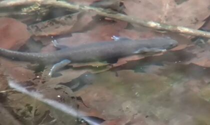 女子大で繁殖のサンショウウオ 実は新種と判明！ ここ10年で新種が続々発見される 決め手はDNA解析