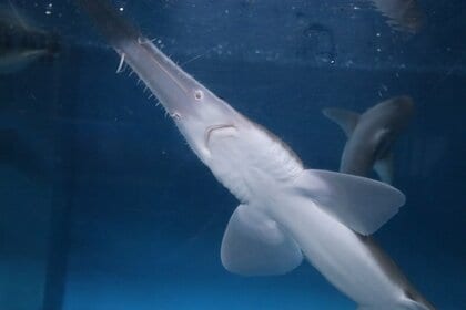 「深海の器用者」ノコギリザメが長崎で水族館デビュー！上あごで“電磁波”を感知して獲物を捕らえる　現在ナーバスでスタッフ奮闘中　餌付けに30分以上