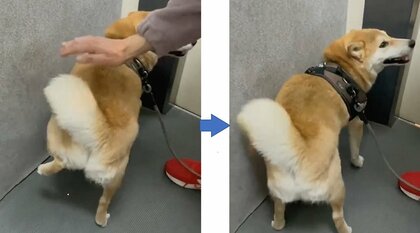 「もうやめちゃうの？」“腰トントン”に合わせて足踏みする柴犬がかわいい…飼い主「ほぼ100%します」