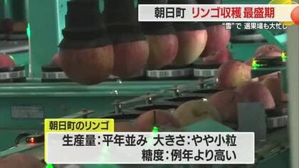 リンゴ主力品種「ふじ」収穫最盛期・雪で選果場フル稼働　やや小粒も例年より糖度高く美味　山形・朝日町