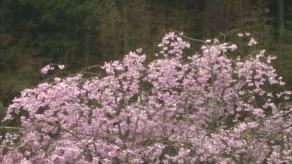 山陰にまた“春の嵐”…最大瞬間風速鳥取20.4メートル松江19.6メートル　突風や雷雨などに注意