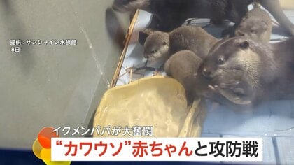 “どうしても水遊びしたい赤ちゃんカワウソ”とイクメンパパの攻防戦　溺れないよう何度も水場から家へ連れ戻す　池袋・サンシャイン水族館