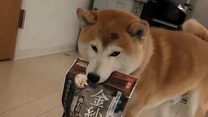 「今日はこのオヤツで」自ら選んで“持ってくる派”の柴犬がしっぽフリフリでかわいい…普段から賢い?飼い主に聞いた