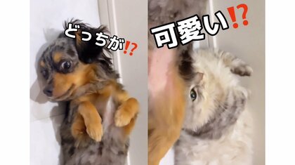 「自分より可愛いのは許せない」“弟猫”のポーズをまねる犬があざと過ぎる！いつものことなのか飼い主に聞いた
