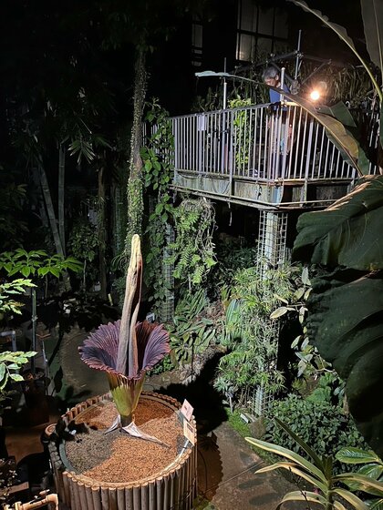 【国立科学博物館 筑波実験植物園】世界で最も大きな「花」のひとつショクダイオオコンニャクが開花します！