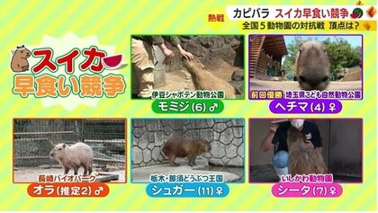 毎年恒例カピバラたちの熱い夏　“ゆるくも熱～い”カピリンピック　静岡代表・モミジは無念【静岡発】