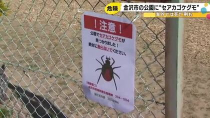 噛まれると全身に痛み…“メス”のセアカゴケグモを金沢で5年ぶり確認 小学生が死骸見つけ保護者から連絡