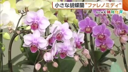 気軽に楽しめる！小さな胡蝶蘭“ファレノミディ”「高級感ありつつコンパクト」　カラーバリエーション豊富で花持ちの良さも魅力　新潟