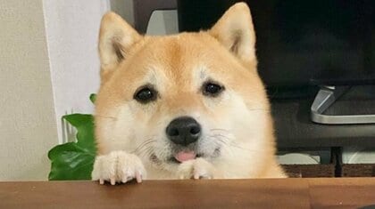 「お仕事終わった？」柴犬の机から“ひょっこり”が可愛い…終わるタイミングを分かっている？飼い主に聞いた