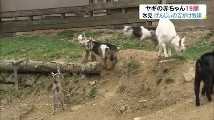 子ヤギが19頭誕生 「手作り牧場」でベビーラッシュ…総勢42頭の大所帯に