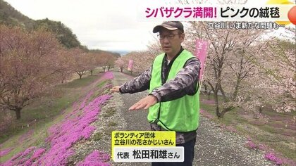 シバザクラ満開で立谷川河川敷にピンク色のじゅうたん広がる 長年