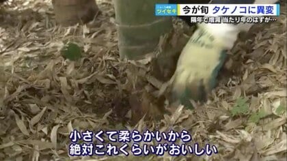 たけのこ」に異変？ “当たり年”のはずが例年の3割以下…少雨とイノシシ