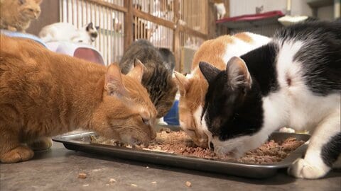 増える保護犬・保護猫　飼い主の高齢化で深刻化する“多頭飼育崩壊”　命支える保護団体の“苦悩”