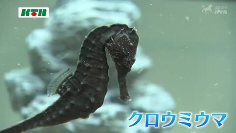 新年が「ウマく」いくように…長崎ペンギン水族館で干支にちなんだ海の生き物展示