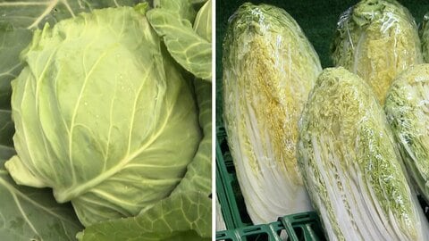 レタス価格　平年の2倍に　長雨影響　葉物野菜が高値