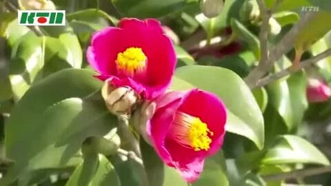 島のグルメに大にぎわい「五島椿まつり」始まる　3月１日はフルマラソンも