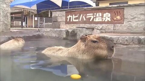 専用の温泉にユズならぬカボス浮かべ　カピバラもほっこり　冬至に合わせ　ラクテンチでイベント　大分　