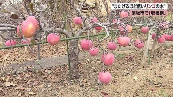 高さわずか50センチ 小さいけど甘くて豊作 またげるほど低いリンゴの木 長野発