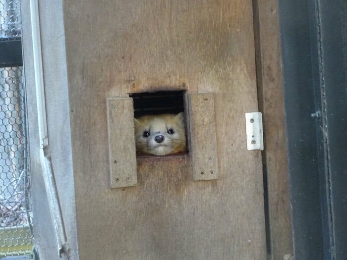 最初は顔を出したり引っ込めたり…(提供:釧路市動物園)