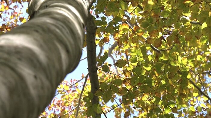 星崎教授は「ブナの実が確実に実るかどうかはわからない」と慎重だ