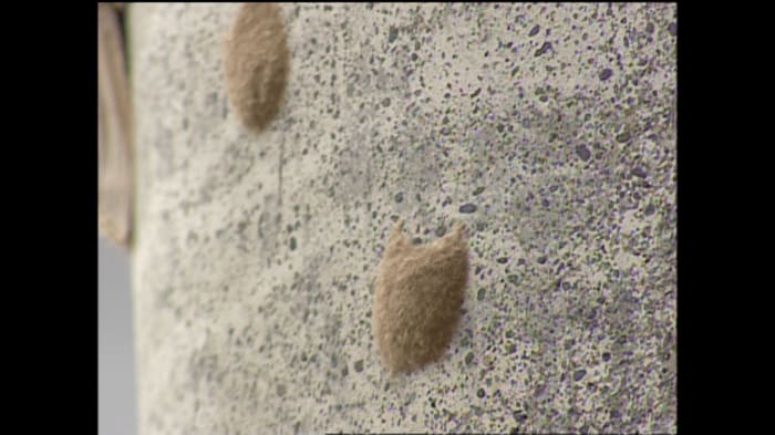 よく見ると、繭のような卵も