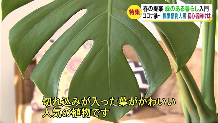 モンステラ