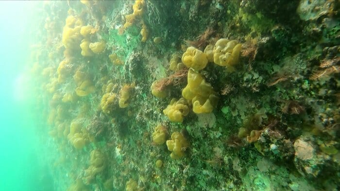 “海の砂漠化”と呼ばれる磯焼け
