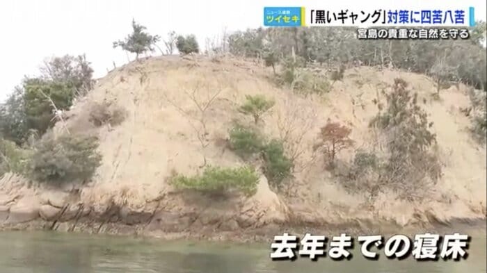 2023年までカワウの寝床になっていた場所
