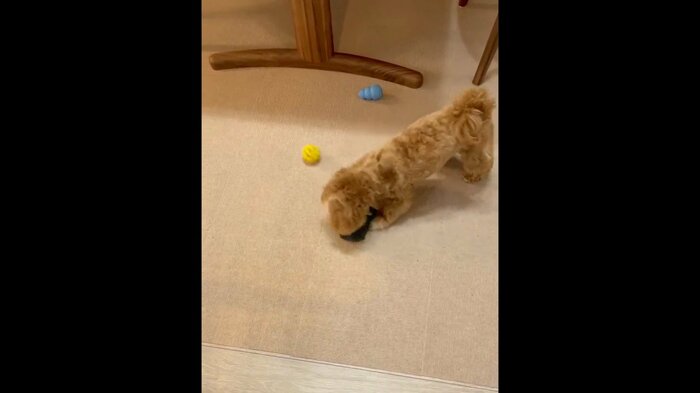 靴下を咥えてポールを打って遊んでいる