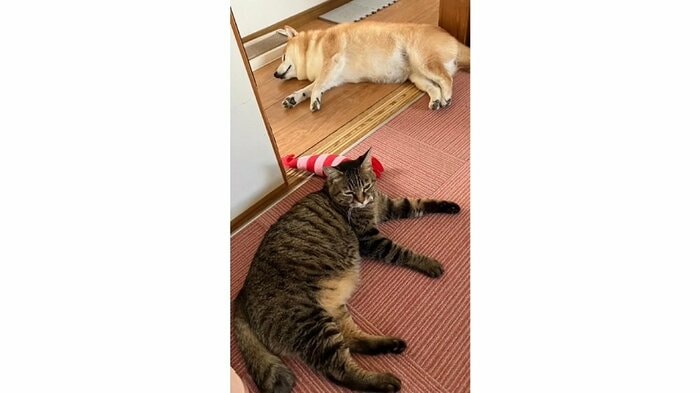 お昼寝中