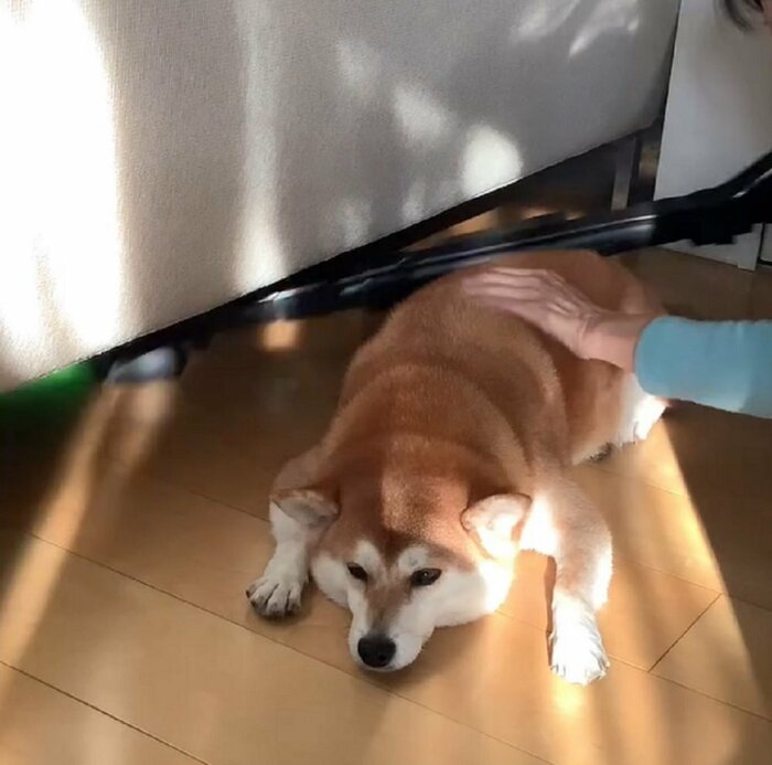 毎日のことなので諦めているそう