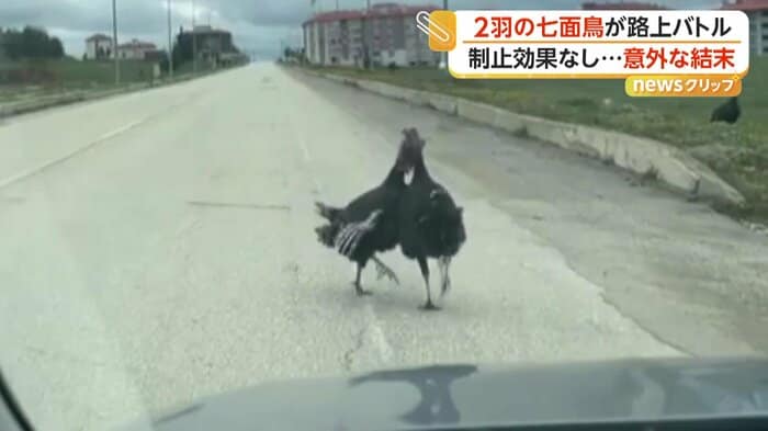 道路上で激しく突き合う2羽の七面鳥（IHA）